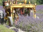 Travail de la lavande - Teyssières