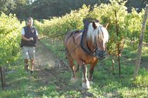 un gout d'air libre, la begude de mazenc