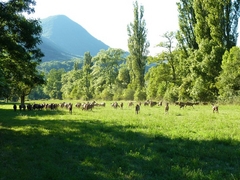 Chèvres pâturage - Vesc