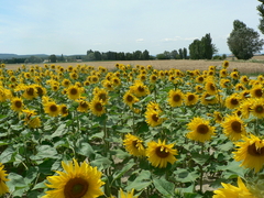 Paysage Tournesol